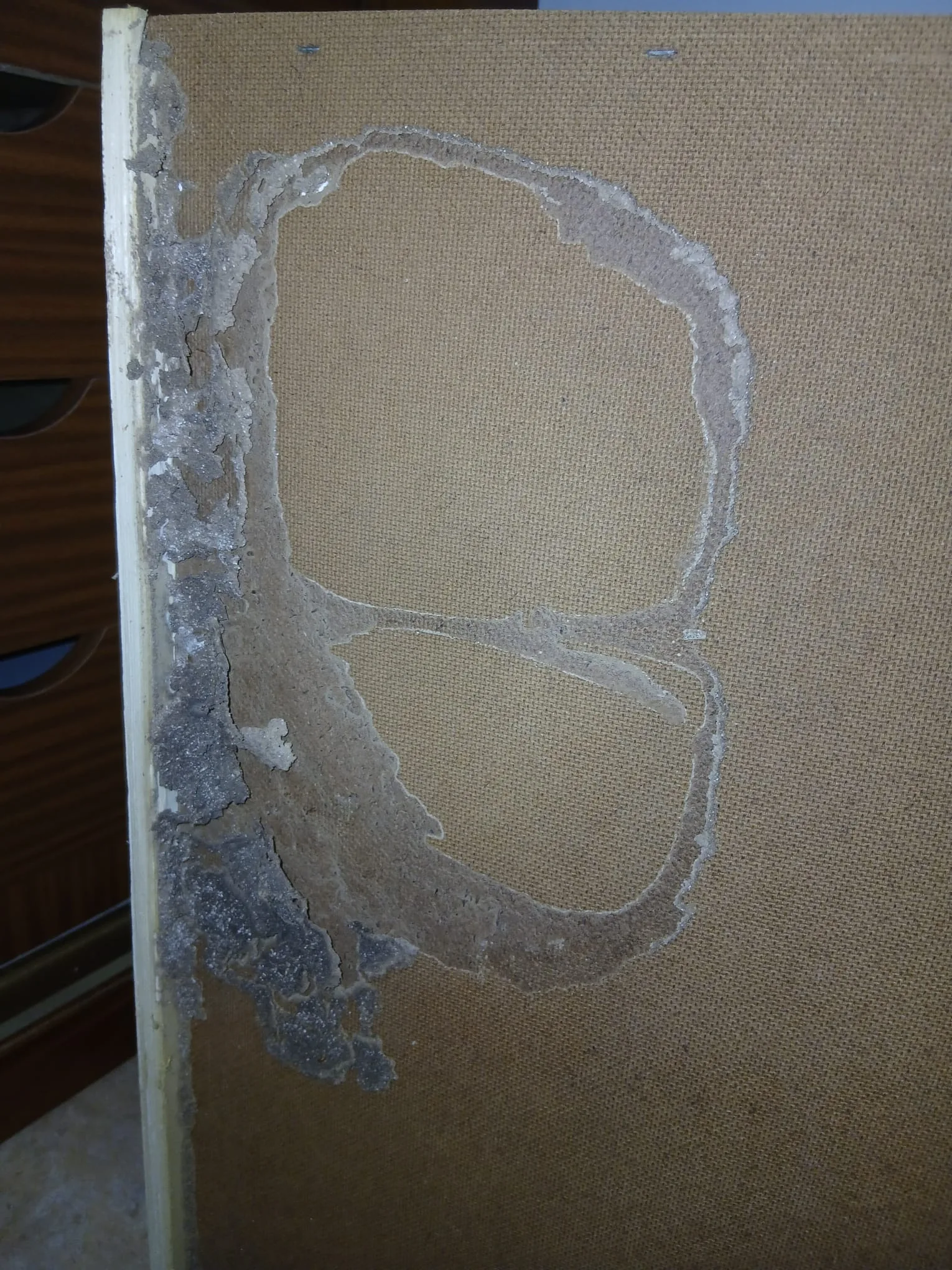 Canales de progresión de termitas en Mascaraque